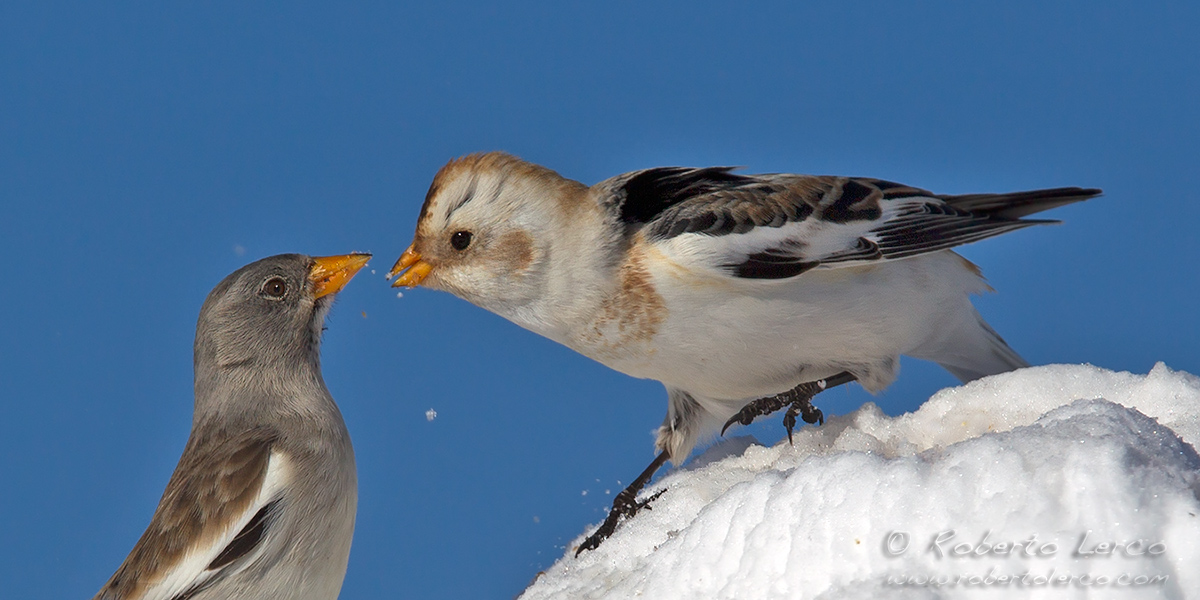 Zigolo_delle_nevi_Plectrophenax_nivalis36_1200