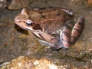 Rana temporaria