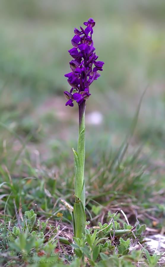 Anacamptis_morio_Orchis_morio07_1200