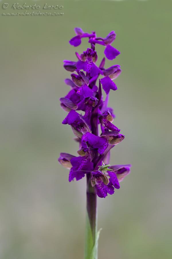 Anacamptis_morio_Orchis_morio09_1200