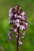 Orchidea_maggiore_Orchis_Purpurea11_1200