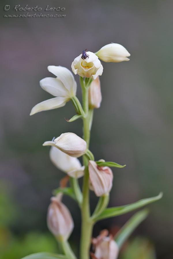 Cephalanthera_damasonium02_1200