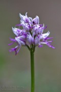 Orchis_simia_Orchidea_scimmia04_1200