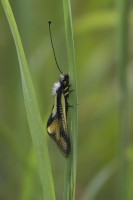 Libelloides coccajus