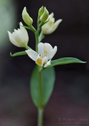 Cephalanthera_damasonium04_1200