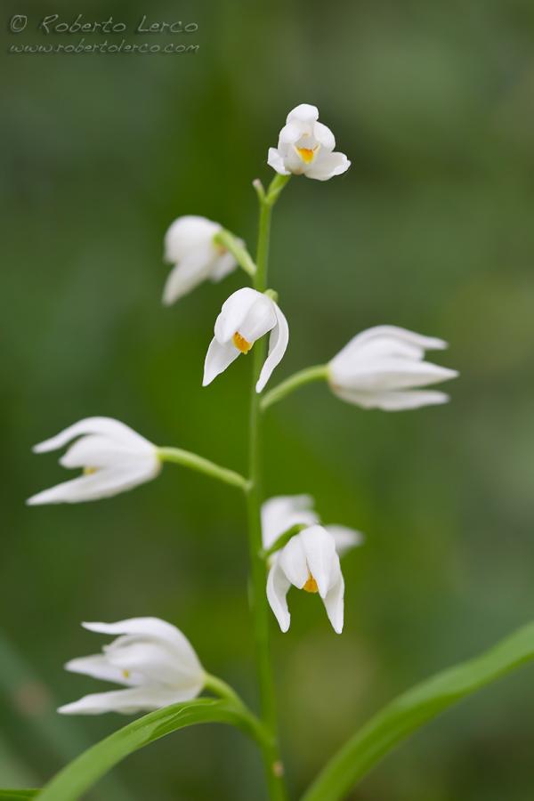 Cephalantera_longifolia09_1200