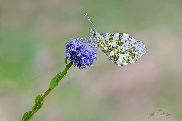 Anthocharis cardamines.700px