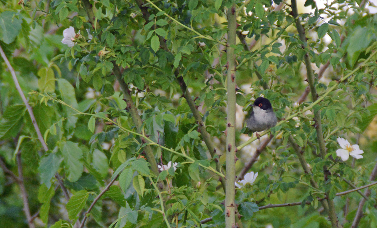 Occhiocotto Spianà 30 04 2014