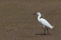 Garzetta_Egretta_garzetta_Little_Egret42_1200