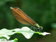 Calopteryx virgo f