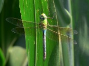 Anax imperator