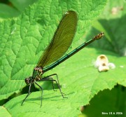 Calopteryx splendens f