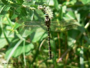 Cordulegaster boltoni