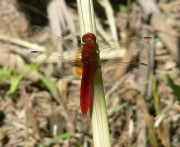 Crocothemis erythraea m