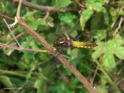 Libellula depressa f