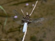 Libellula depressa m