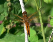 Libellula fulva f