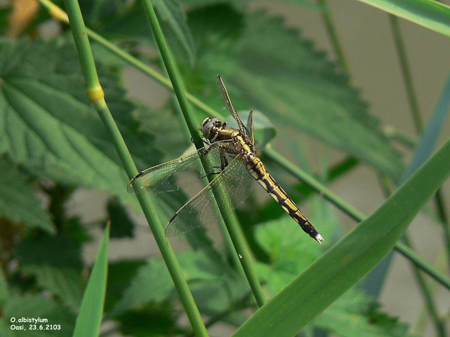 Orthetrum albystilum f