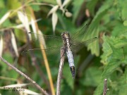 Orthetrum albystilum m