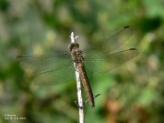 Orthetrum brunneum f