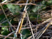 Orthetrum coerulescens f