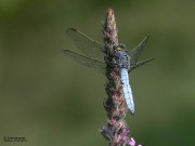 Orthetrum coerulescens m