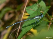 Platycnemis pennipes m