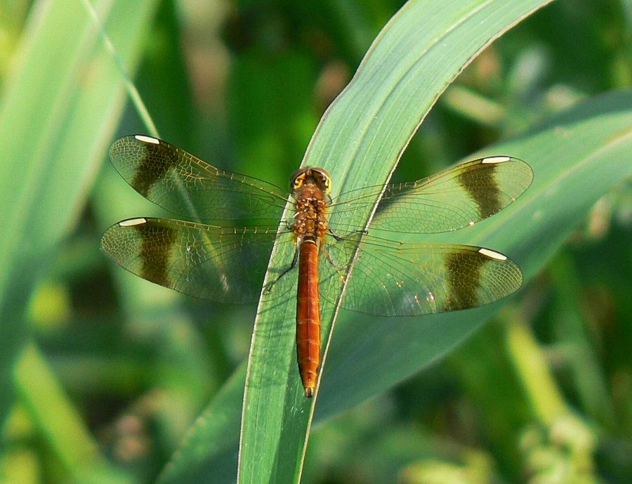 Sympetrum pedemontanum f