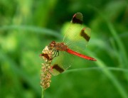 Sympetrum pedemontanum m