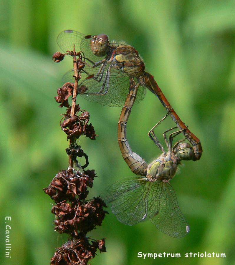 Sympetrum striolatum