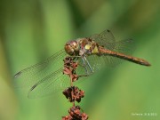 Sympetrum striolatum m