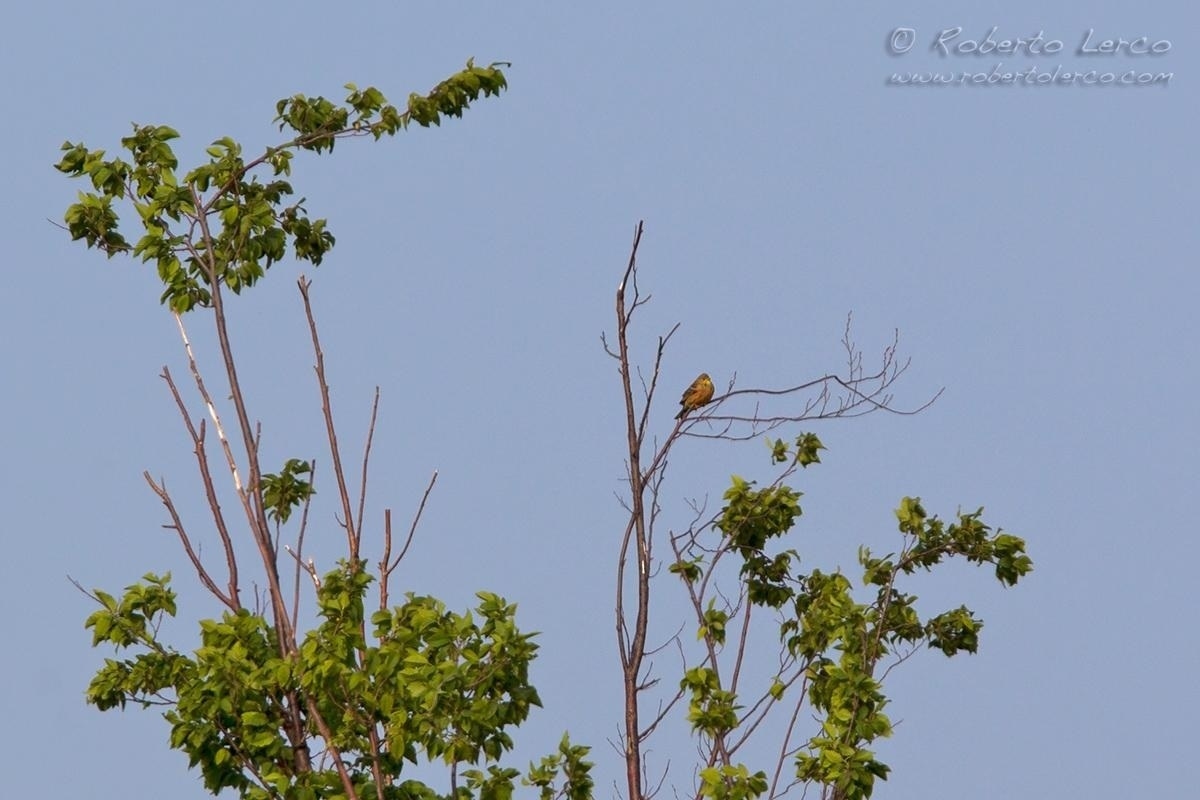 ortolano01_1200