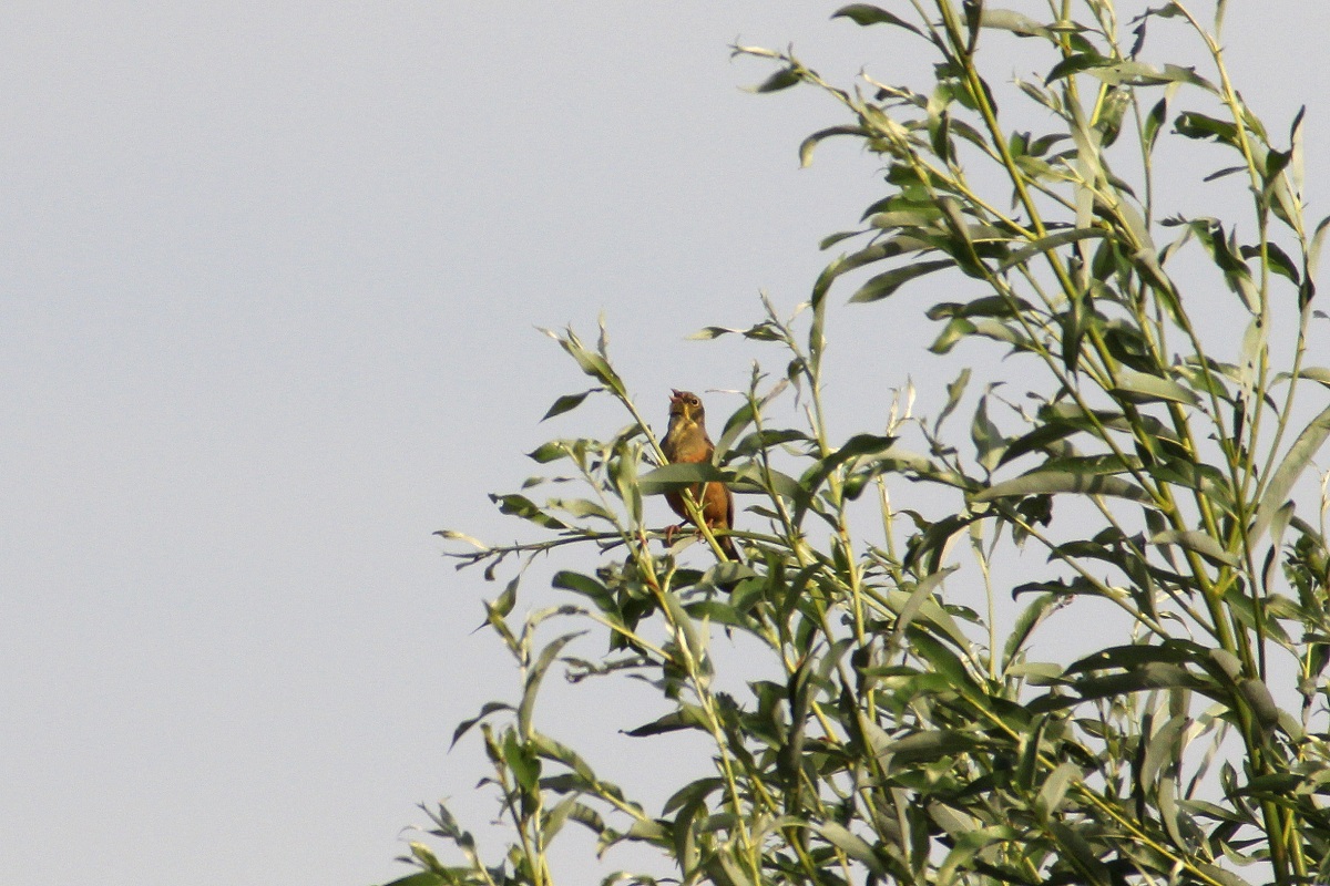 ortolano