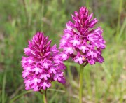 anacamptis pyramidalis