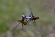 Libellula depressa