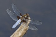 Libellula depressa