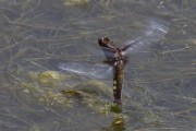 Libellula depressa