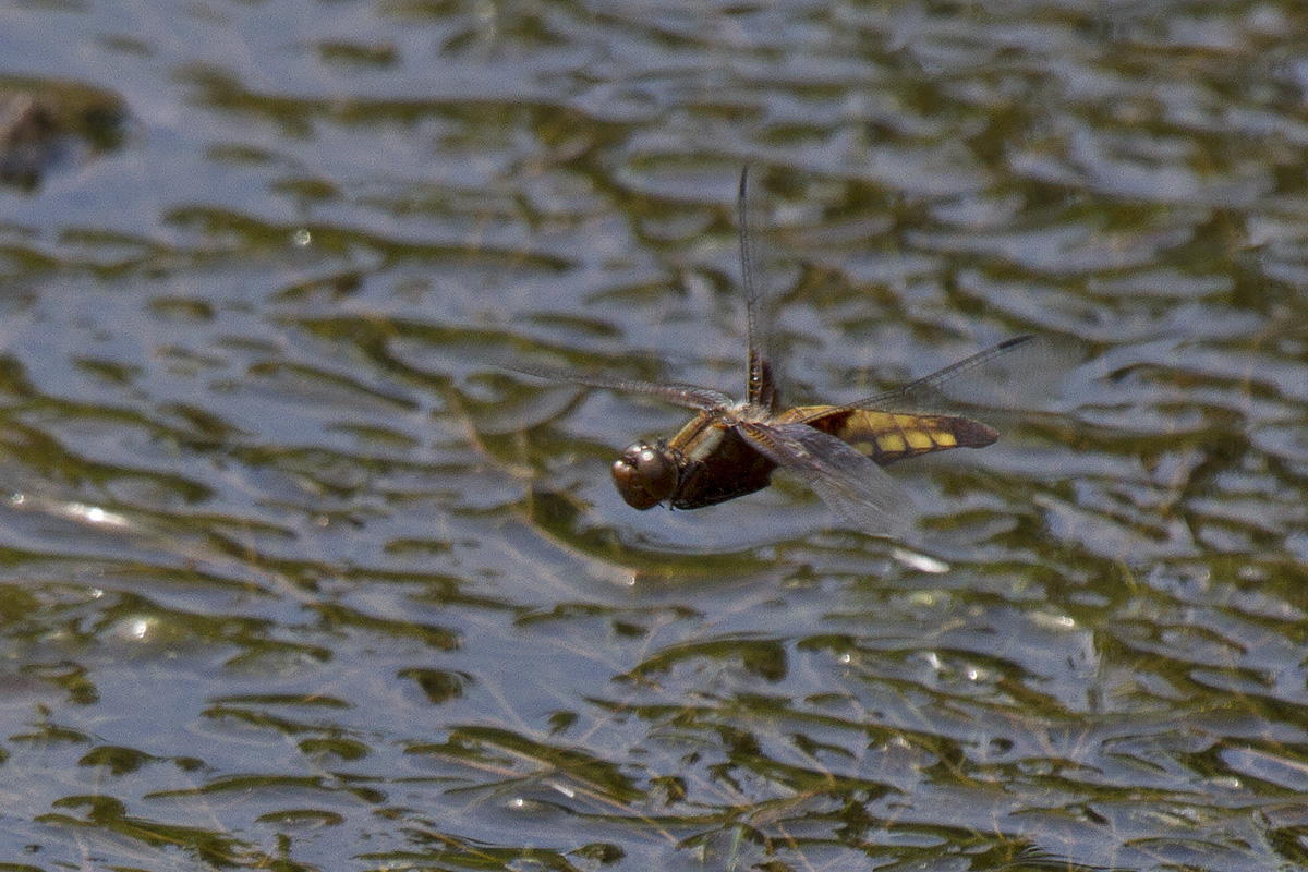 Libellula depressa