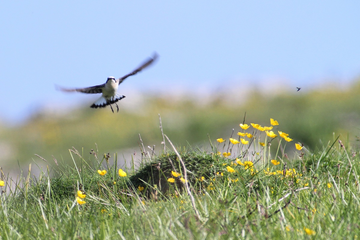 volo culbianco