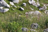 Stiaccino_Whinchat_Saxicola_rubetra34_1200