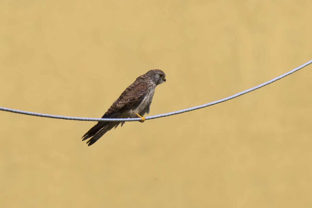 GRILLAIO • LESSER KESTREL