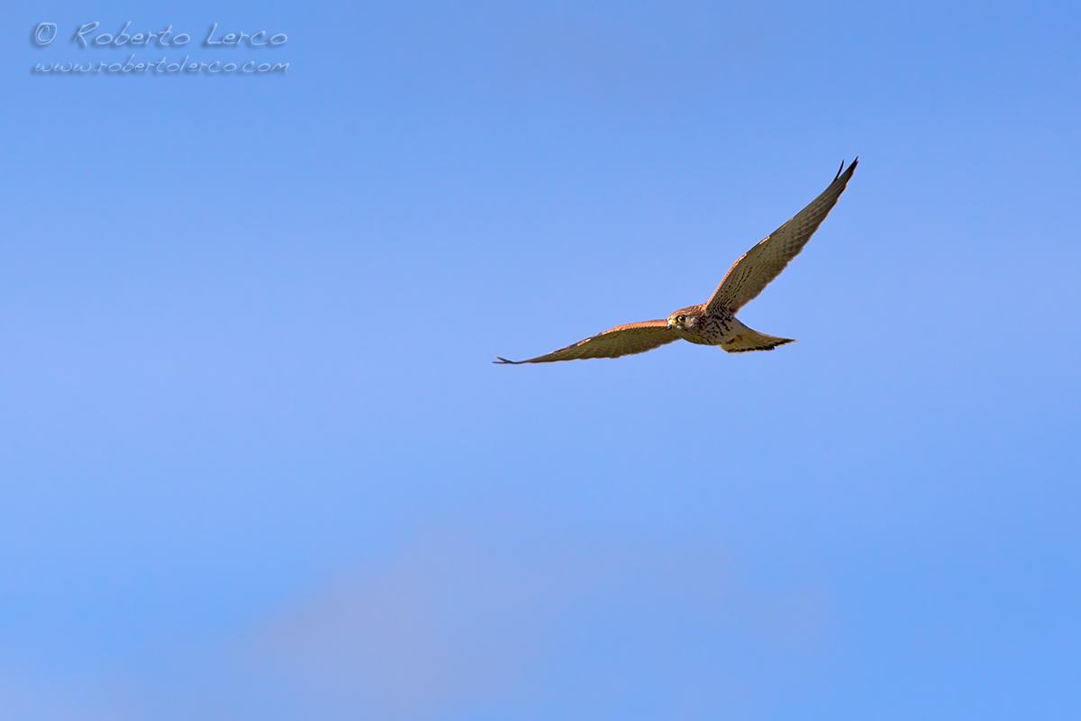 Grillaio_Falco_naumanni_Lesser_Kestrel24_1200