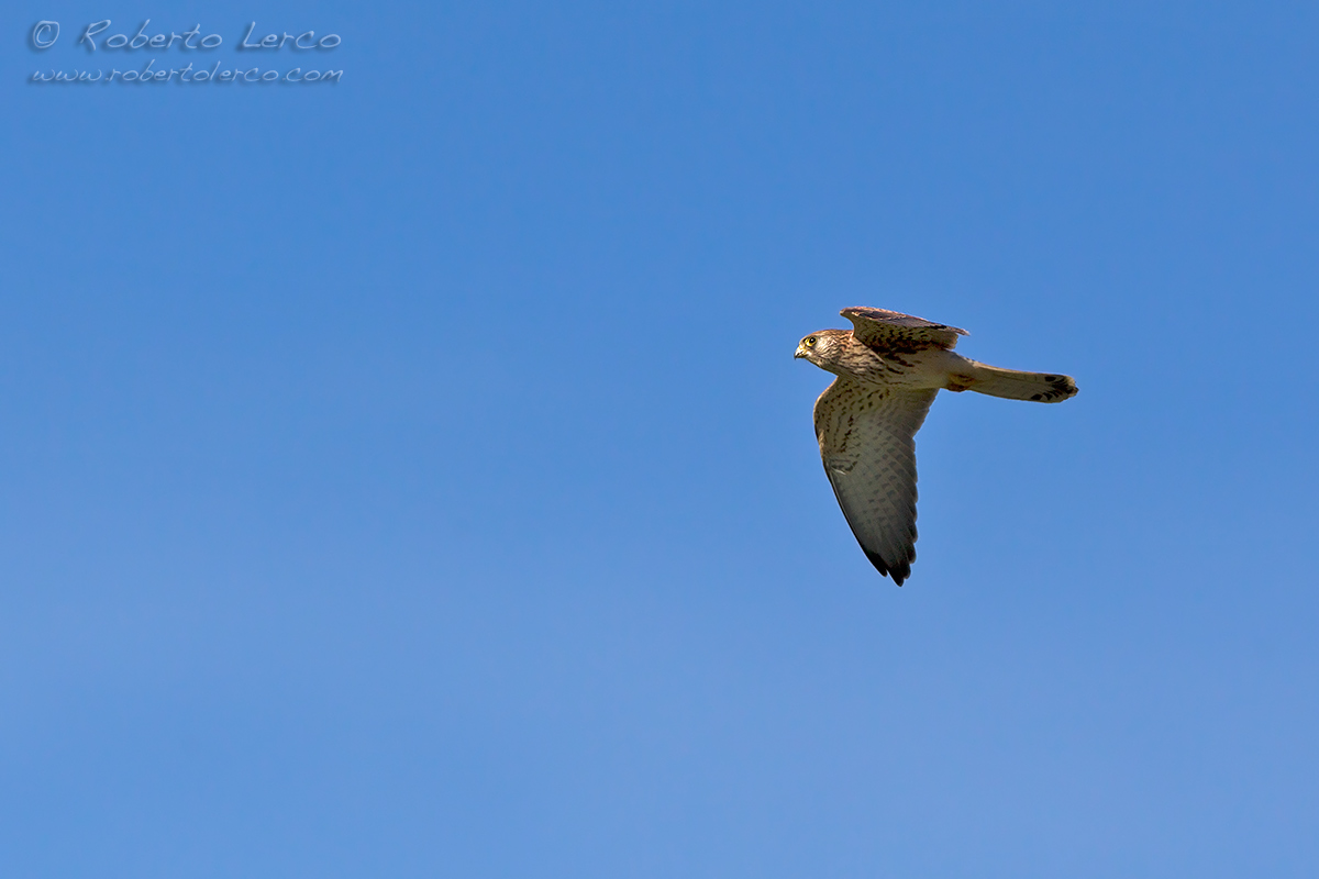 Grillaio_Falco_naumanni_Lesser_Kestrel25_1200