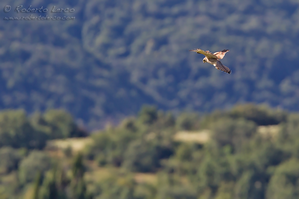 Grillaio_Falco_naumanni_Lesser_Kestrel27_1200