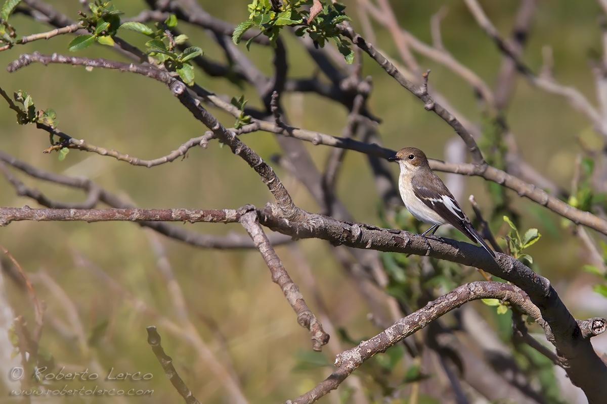 Balia_nera_Ficedula_hypoleuca_Pied_Flycatcher15_1200