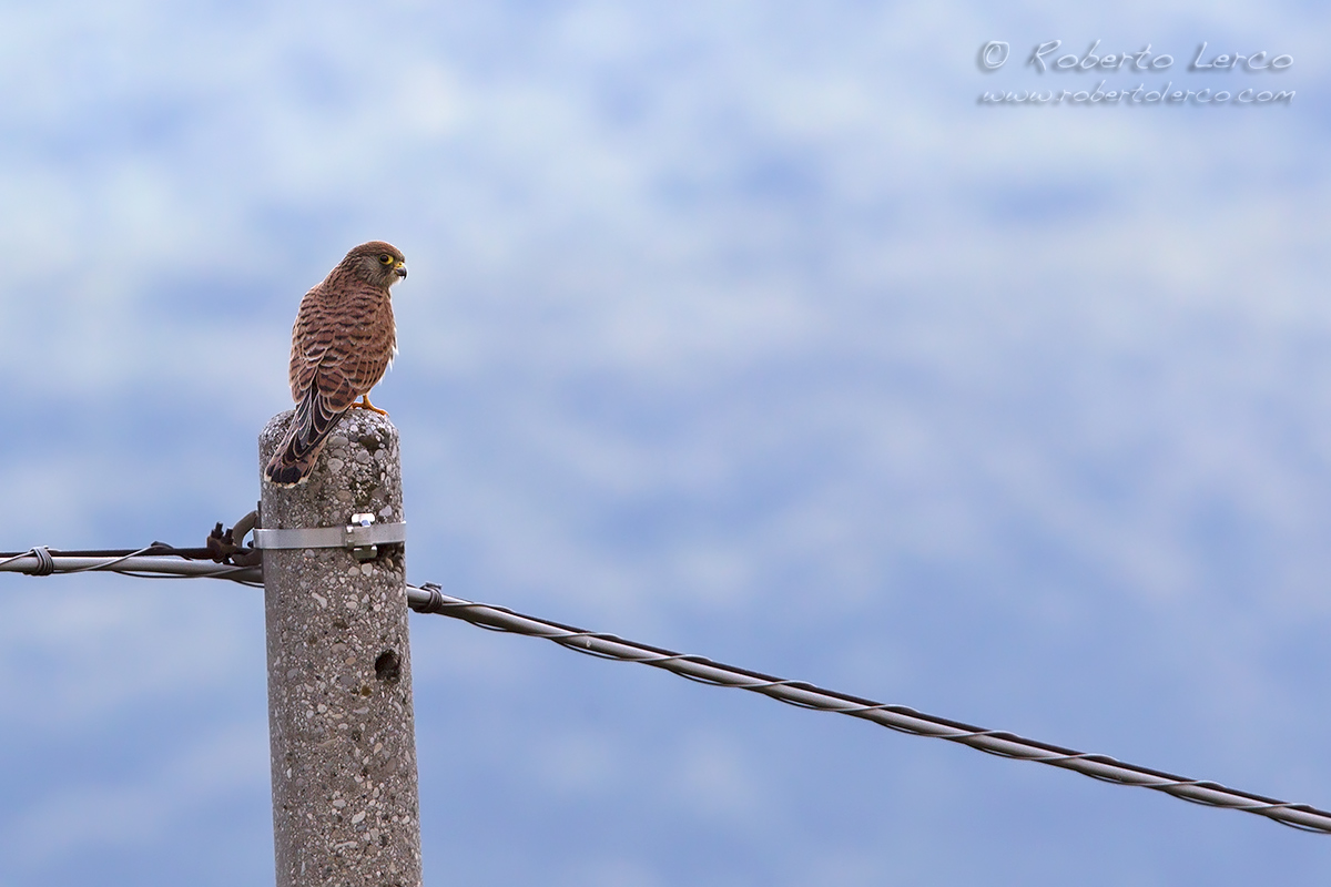 Grillaio_Falco_naumanni_Lesser_Kestrel31_1200