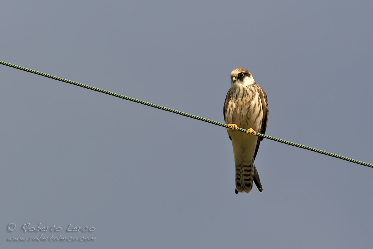 Falco_cuculo_Falco_vespertinus_Red-footed_Falcon05_1200