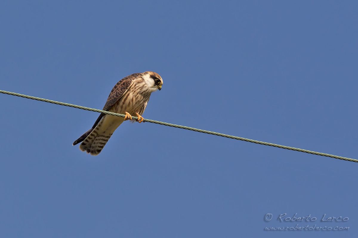 Falco_cuculo_Falco_vespertinus_Red-footed_Falcon07_1200