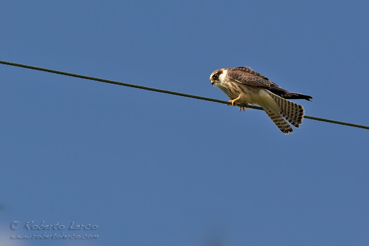 Falco_cuculo_Falco_vespertinus_Red-footed_Falcon08_1200