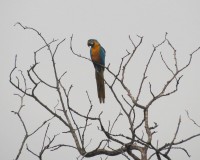 Ara gialloblu Ara ararauna Blu-and-yellow Macaw